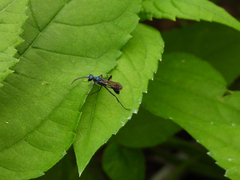 Chalybion japonicum