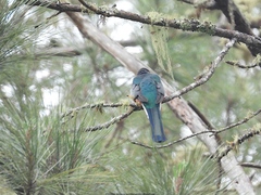 Priotelus roseigaster
