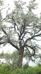 Elaeagnus angustifolia