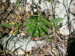 Echinopsis oxygona