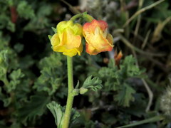 Hermannia desertorum