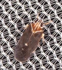 Synecdoche impunctata