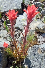 Castilleja elmeri