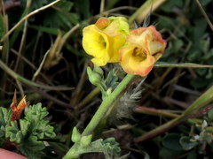 Hermannia desertorum