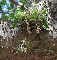 Tillandsia aeranthos