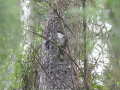 Calyptophilus tertius