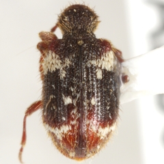 Ptinus bimaculatus