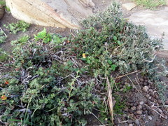 Hermannia desertorum