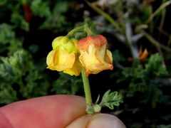 Hermannia desertorum