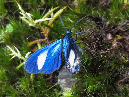 Euagra seraphica
