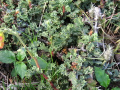 Hermannia desertorum