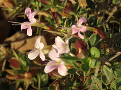 Barleria stimulans