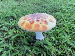 Amanita muscaria