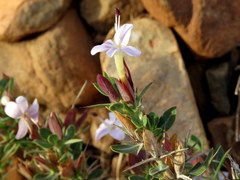 Barleria stimulans