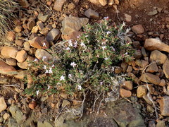 Barleria stimulans
