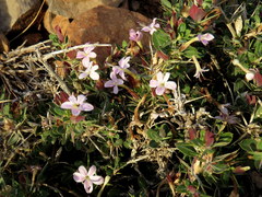 Barleria stimulans