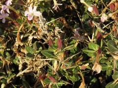 Barleria stimulans