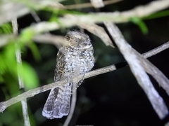 Siphonorhis brewsteri