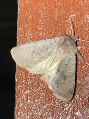 Protolampra sobrina
