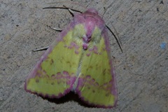 Psectrotarsia suavis