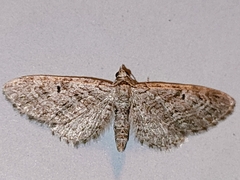 Eupithecia icterata