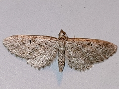 Eupithecia icterata