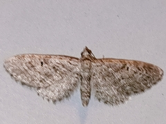 Eupithecia icterata