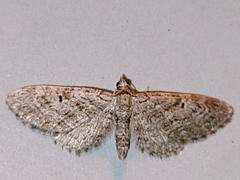 Eupithecia icterata