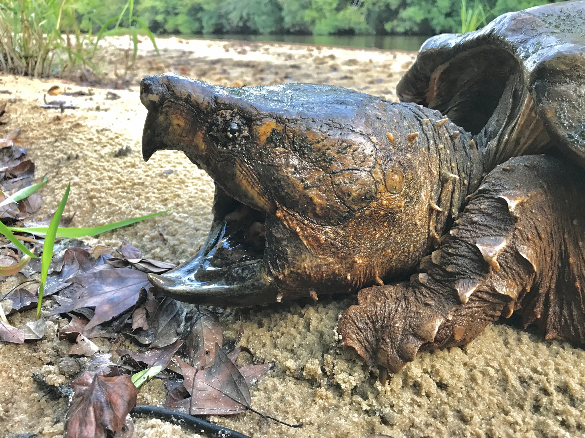 Photograph of Macrochelys temminckii