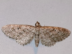 Eupithecia icterata