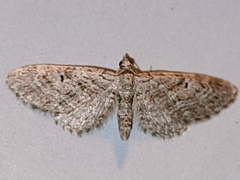 Eupithecia icterata