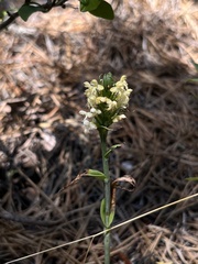 Platanthera pallida