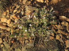 Barleria stimulans