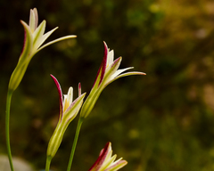Leucocoryne alliacea