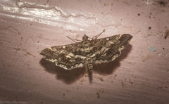 Diasemiopsis ramburialis