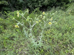Silphium mohrii