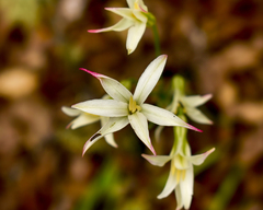 Leucocoryne alliacea