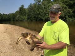 Apalone spinifera aspera