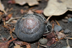Monadenia infumata
