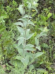 Silphium mohrii
