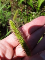 Setaria