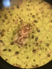 Corythucha incurvata