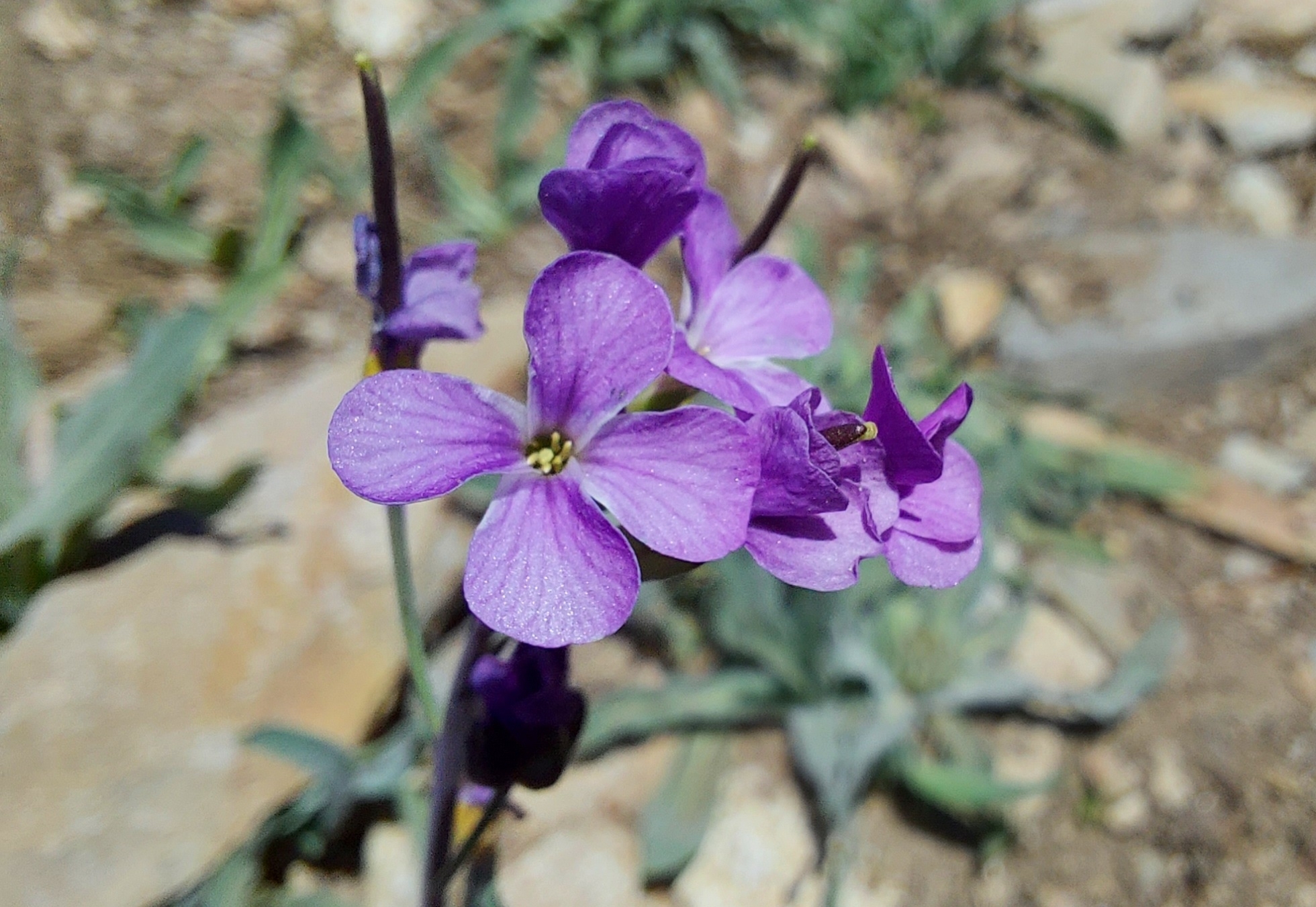 Boechera lyallii
