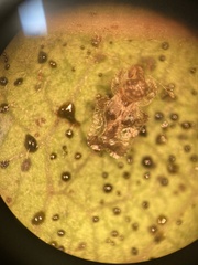 Corythucha incurvata