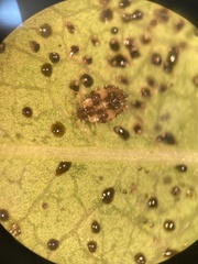 Corythucha incurvata