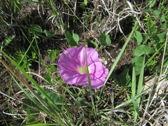Ipomoea hartwegii