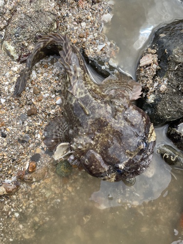 Pacific toadfish (Batrachoides pacifici) — Batrachoididae — 4