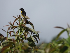 Icterus dominicensis