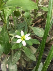Sabatia calycina
