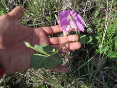 Ipomoea hartwegii
